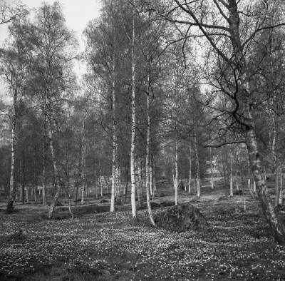 Gästgivarehagen

Dok.110614/KG