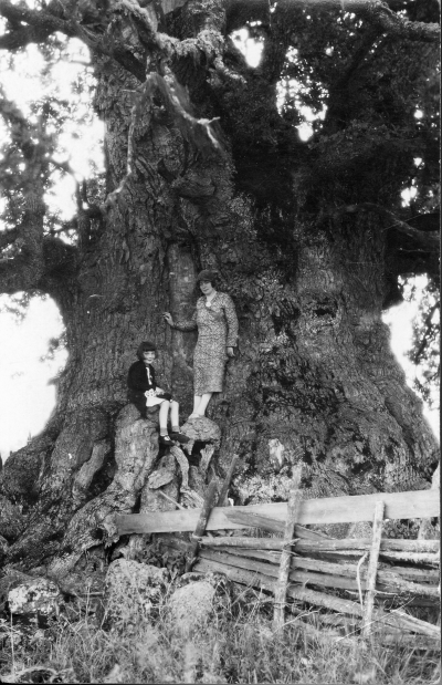 Rumskulla eken,  omkrets i brösthöjd cirka 14-15 m.   