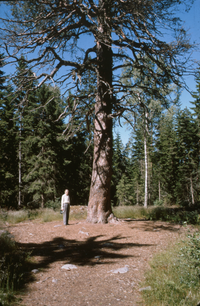 Stor tall Norra Kvill 

090402/KG