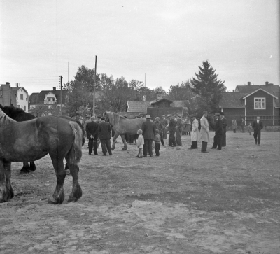 Lantbruk
hästmarknad 

Dok.110627/KG