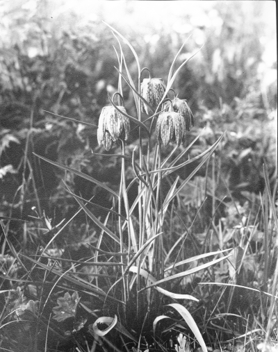 Kungsängsliljor   Fritilaria Meleagris  fotograferad på gården i Framnäs  Prästgårdsgatan i Vimmerby 1940-talet.   Troligen inplanterad?           