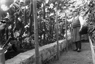 Hällebacka handelsträdgård

Många av bilderna i mappen Hällebacka kan lika gärna vara tagna kring Lidhem Locknevi.Trädgårdsmästare Johan Edvard Johansson flyttade till Hällebacka 1928 och byggde antagligen upp huset och handelsträdgården för Hällebacka omnämns inte i församlingsboken innan de flyttar dit. Johansson var trädgårdsmästare på Lidhem innan de flyttade till Vimmerby, därför är många bilder tagna där. Johan Edvard var gift med Alma Persdotter och det är deras fyra barn som förekommer på många bilder i den här mappen, Alma, Elsa, Nils och Erik Johansson. 

