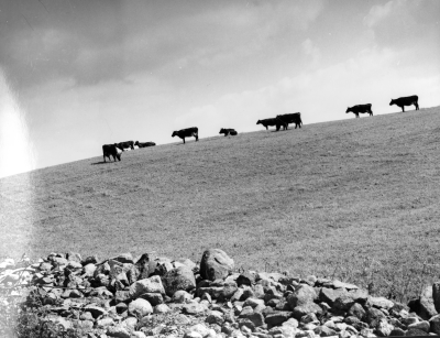 Grossfall (Gråssfall) mellan Djurstorp och staden 1970. 
