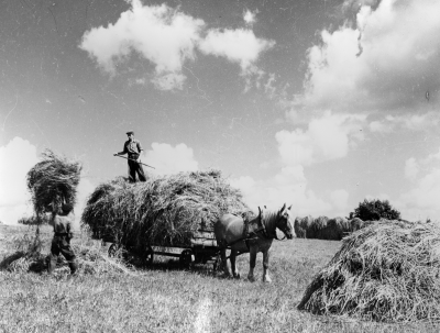Höskörd hos Emil Gustavsson på Kampen,  från vänster riksdagsman Emil Gustavsson lastar och sonen på vagnen.  Till höger på bilden ligger nu Folkhögskolan som byggdes 1955 och invigdes 1956 Rektor Stig Alemyr.     