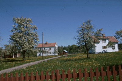 Hus trädgård blommande fruktträd 
maskrosor 

090525/KG