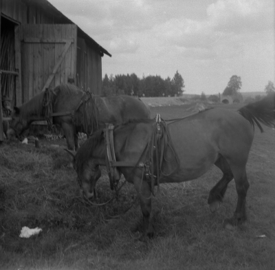 Lantbruk

Dok.110627/KG