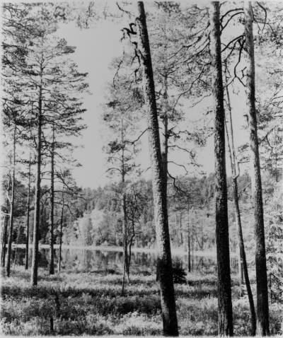 Norra Kvills nationalpark Rumskulla