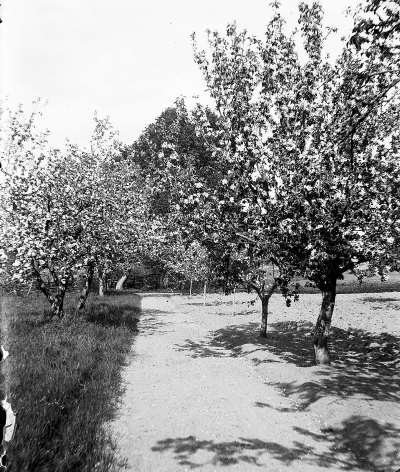 Hällebacka handelsträdgård

Många av bilderna i mappen Hällebacka kan lika gärna vara tagna kring Lidhem Locknevi. Trädgårdsmästare Johan Edvard Johansson flyttade till Hällebacka 1928 och byggde antagligen upp huset och handelsträdgården för Hällebacka omnämns inte i församlingsboken innan de flyttar dit. Johansson var trädgårdsmästare på Lidhem innan de flyttade till Vimmerby, därför är många bilder tagna där. Johan Edvard var gift med Alma Persdotter och det är deras fyra barn som förekommer på många bilder i den här mappen, Alma, Elsa, Nils och Erik Johansson. 

