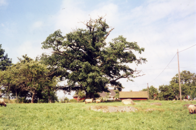 Allan Jonssons egen dokumentation: " Alfredsgårdseken i Pelarnehult. Eken är den största vårdträd i trakten med ett väldigt omfång och fortfarande frisk. En uppköpare ville köpa och avverka den på 1920-talet till ett pris av 75:- kronor. Min far Albin Jonsson var klok nog att inte sälja eken, och den pryder sin plats på Alfredsgården i Pelarnehult. På dess 80 - 90 år har den grovnat en hel del, men är fortfarande grön och fin".
