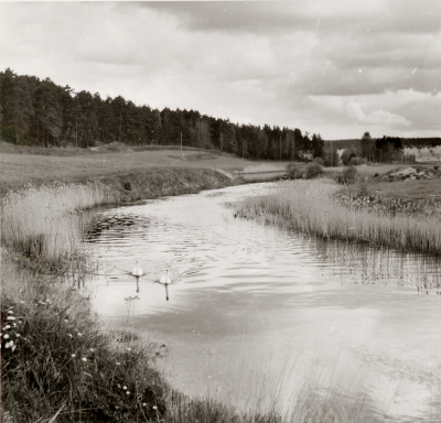 Stångån
Två svanar simmar i ån vid Åbro Bryggeri.