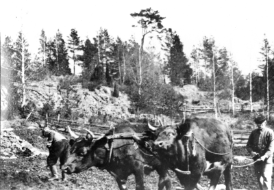 Johan Johansson i Gissehult, kör harven på den blivande potatisåkern hos Jonsson i Gölstugan våren 1942  Okänd