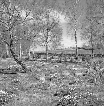 Vimmerby
- Gästgivarehagen i vårblom -

Dok.110407/KG