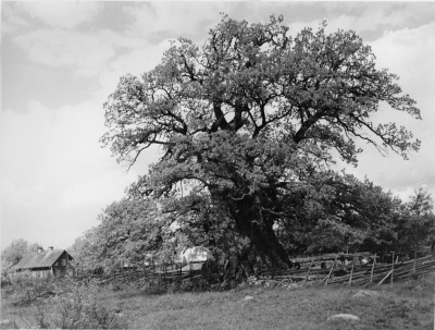 Rumskullaeken Sveriges äldsta och största träd 1-2 tusen år Omkretsen i brösthöjd ca 14 meter. Se människorna till höger!   